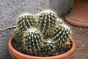 ECHINOCACTUS GRUSONI.jpg
